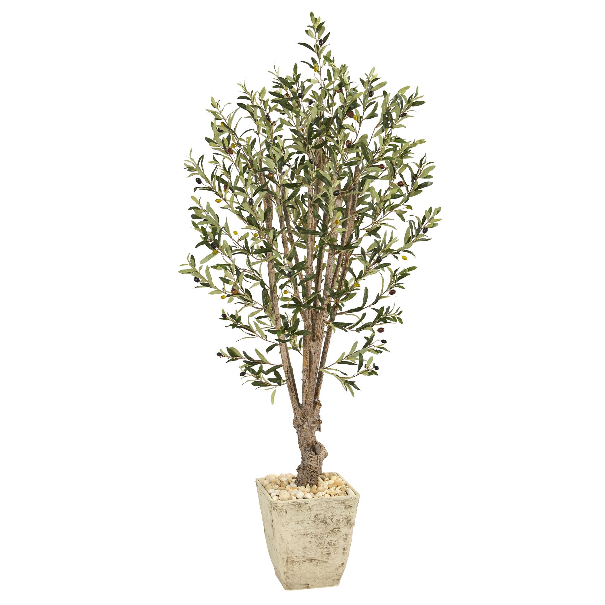 5ft. Olive Tree in Country White Planter